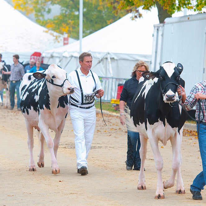Grooming & Showing