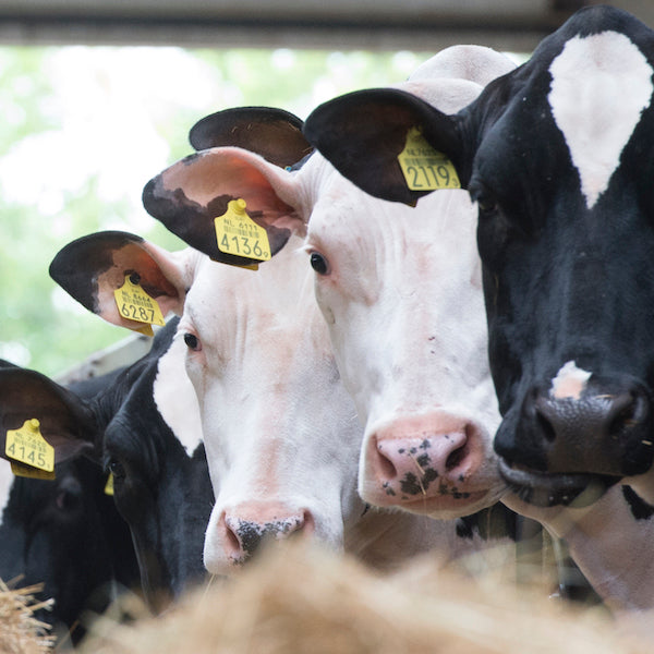 Dairy Supplies