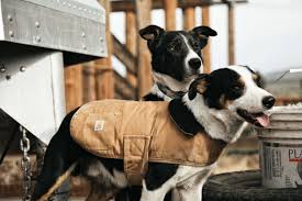 Sheep & dogs
