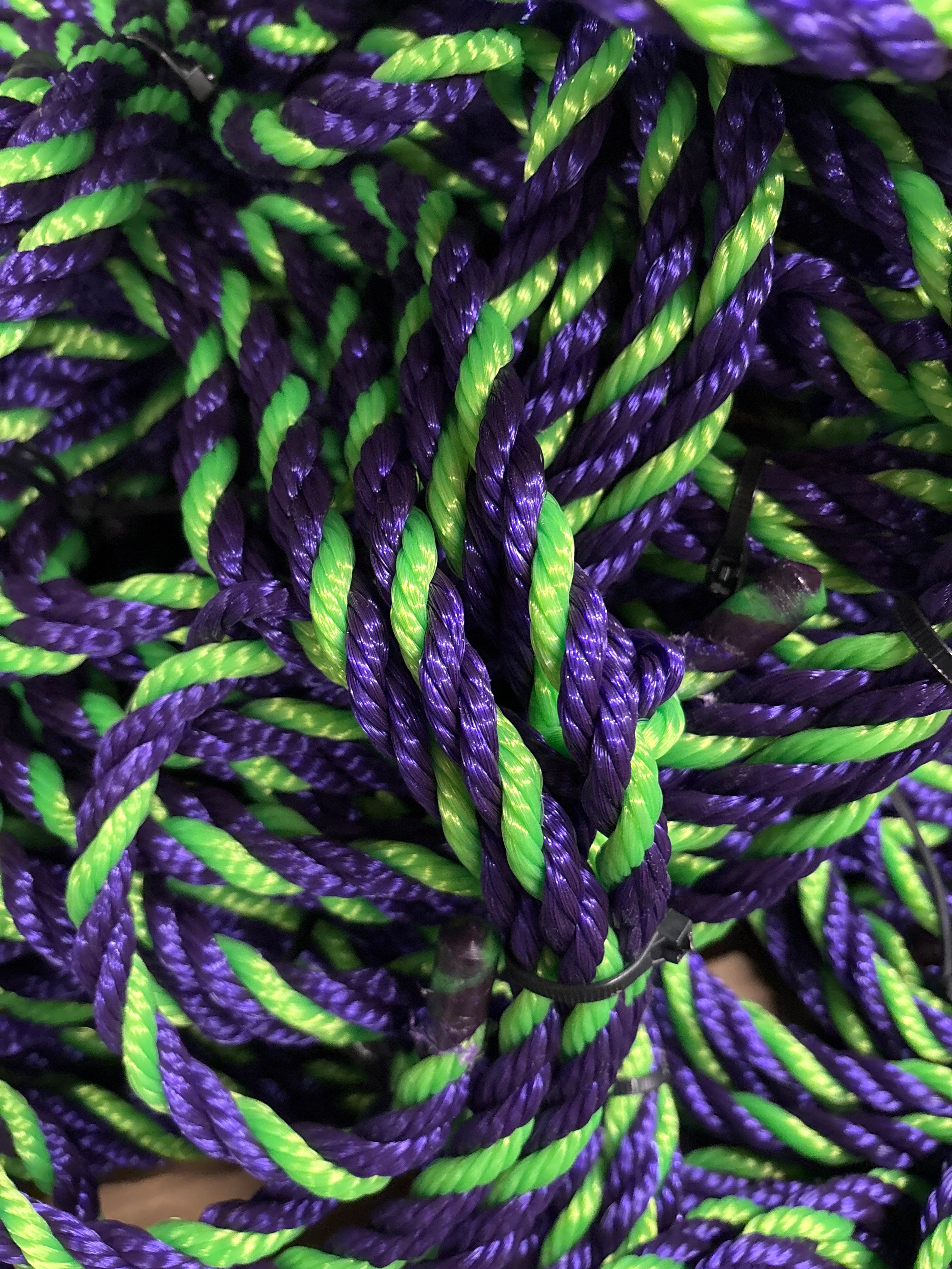 Training halter