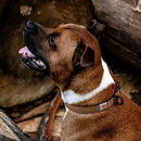 Carhartt Leash Journeyman