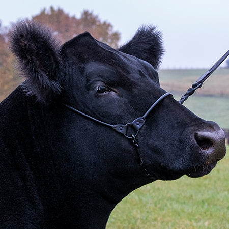 Incognito Show Halter Black