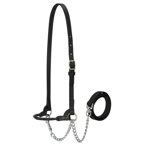 Refined Show Halter Single Buckle - Black