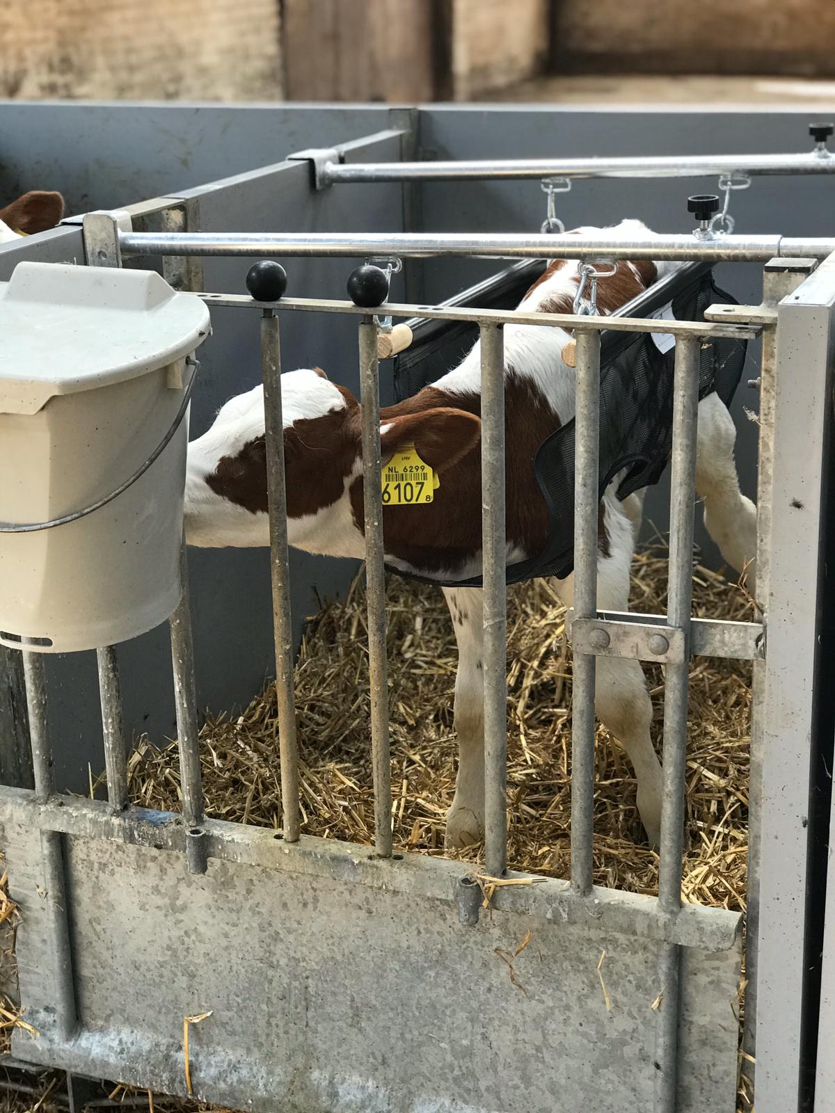 Calf Lifter - Hammock