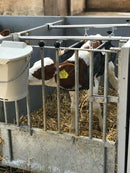 Calf Lifter - Hammock